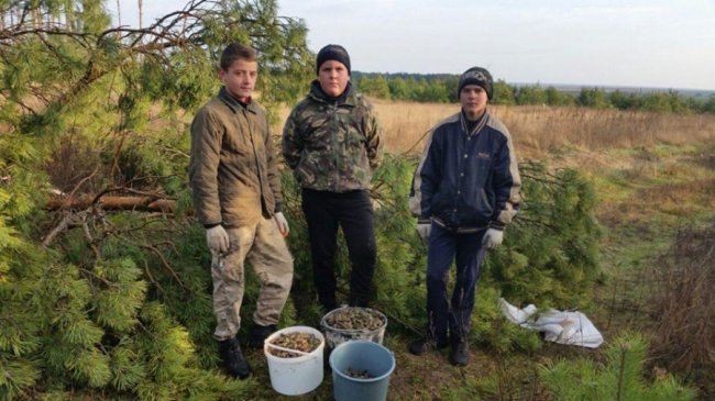 Щоб згодом виріс густий ліс: волинські школярі зібрали пів тонни шишок