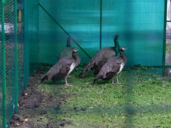 Як потерпав від дощу луцький зоопарк. ФОТО