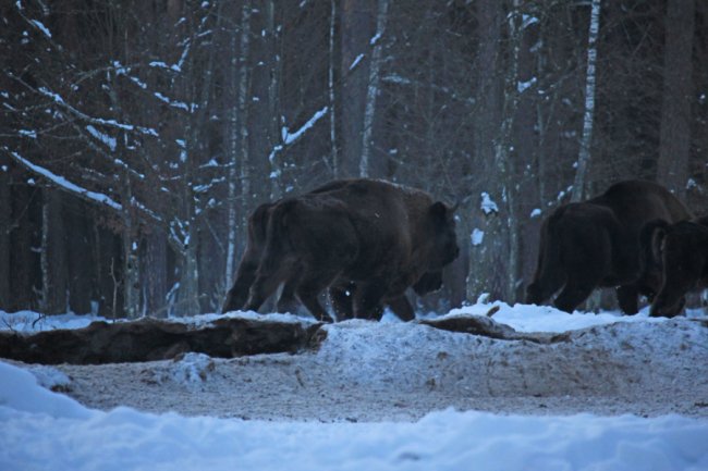 У нацпарку на Волині зафіксували два стада зубрів. ФОТО