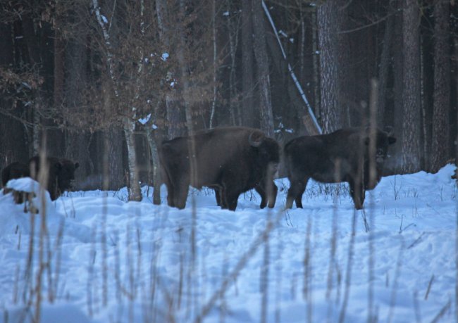 У нацпарку на Волині зафіксували два стада зубрів. ФОТО