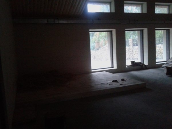 Як тигренята обживають нову територію у Луцькому зоопарку. ФОТО