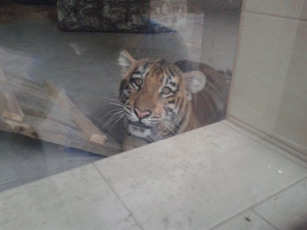 Як тигренята обживають нову територію у Луцькому зоопарку. ФОТО