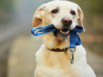 Лучани скаржаться на вигул собак у заборонених місцях