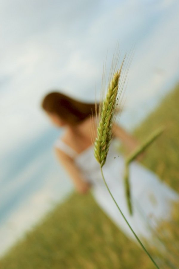 Десь у полі... Червень 2013. Волинська область. Рожищенський район. Автор - Юля Цьомах
