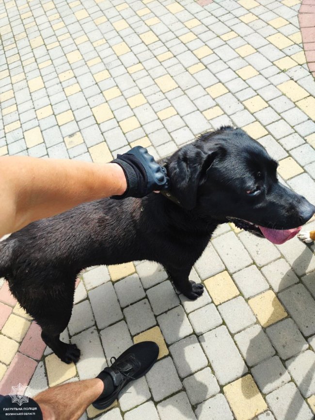 У Луцьку розшукують господаря собаки