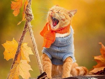 Погода в Луцьку та Волинській області на середу, 26 вересня