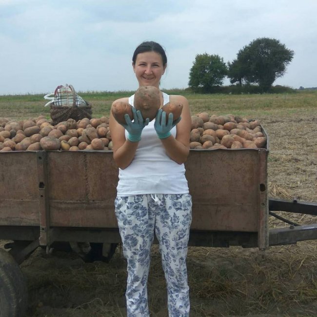 Рекордні картоплини: волинянка показала небувалий урожай. ФОТО