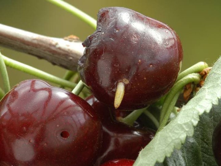 Черв'яки в черешні: чим вони небезпечні і як їх позбутися