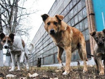 У Ковелі на дитину напала собака. ФОТО