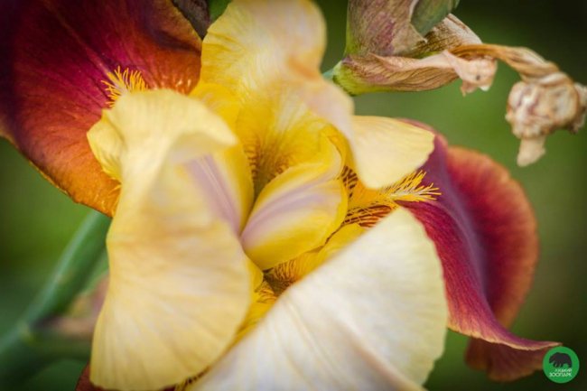 Квіти Луцького зоопарку: 37 дивовижних фото