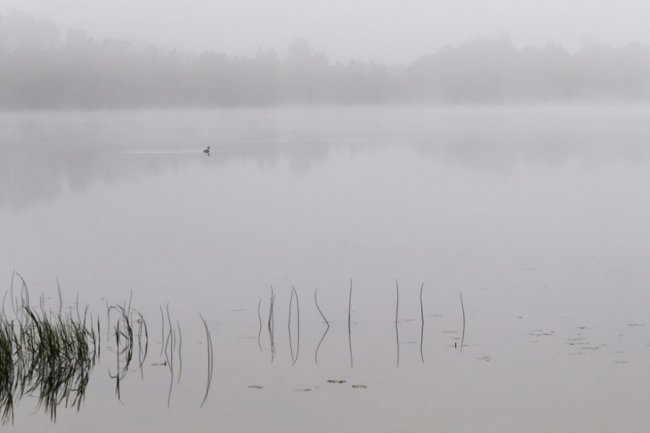 Природній мінімалізм: луцький фотограф поділився дивовижними світлинами. ФОТО