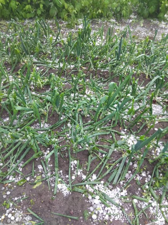 У районі на Волині випав сильний град, побив усю городину. ФОТО