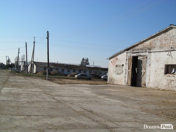 Де на Волині виробляють молоко для європейців. ФОТО