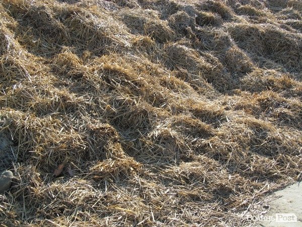 Де на Волині виробляють молоко для європейців. ФОТО