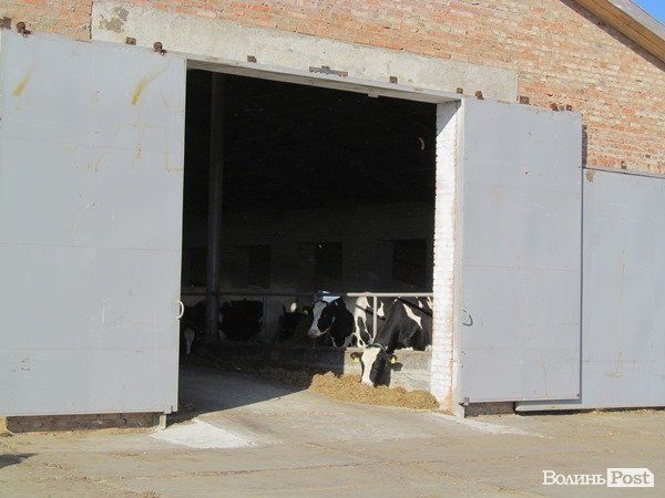 Де на Волині виробляють молоко для європейців. ФОТО