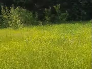 «Церква за ніч пішла під землю»: на Волині є аномальне урочище. ВІДЕО