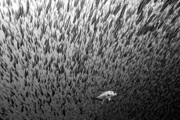 Кращі фото 2012 від Nat Geo: дивна психлікарня, жінки на смітнику і грізлі