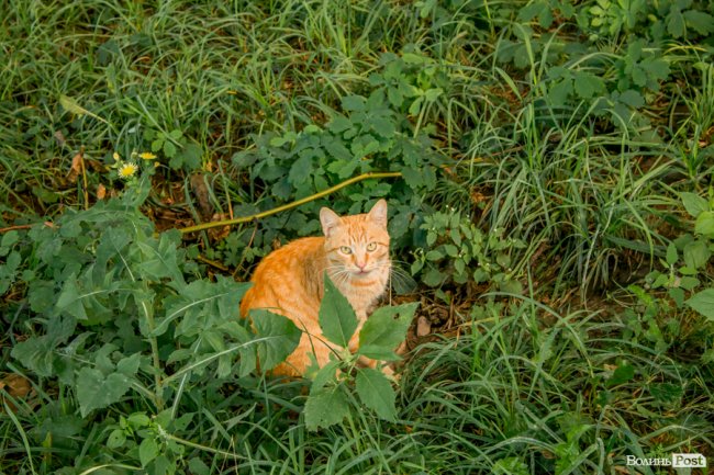 «Хто живе на ЛПЗ, тому у житті везе»: день на луцькому районі контрастів. ФОТО