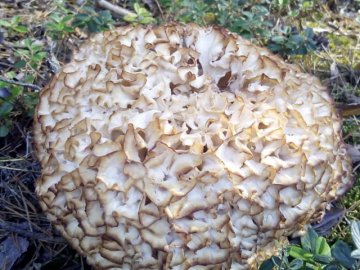 На Волині жінка знайшла рідкісного гриба. ФОТО