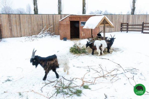 Зима в Луцькому зоопарку