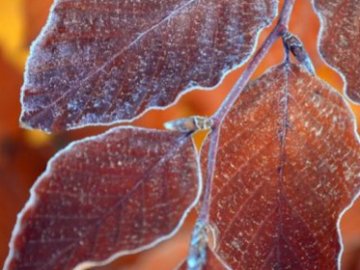 Погода в Луцьку та Волинській області на вівторок, 19 листопада