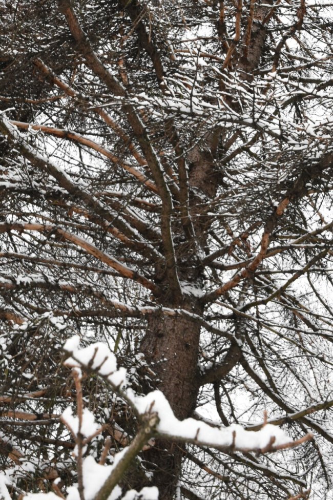 У Луцьку на меморіалі зрізують дерева. ФОТО