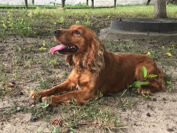 Із зони ООС до Луцька повернулася руда спанієль на прізвисько «Леді». ВІДЕО