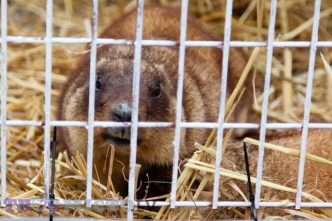Бабачиха Маруся напрогнозувала ранню весну. ФОТО