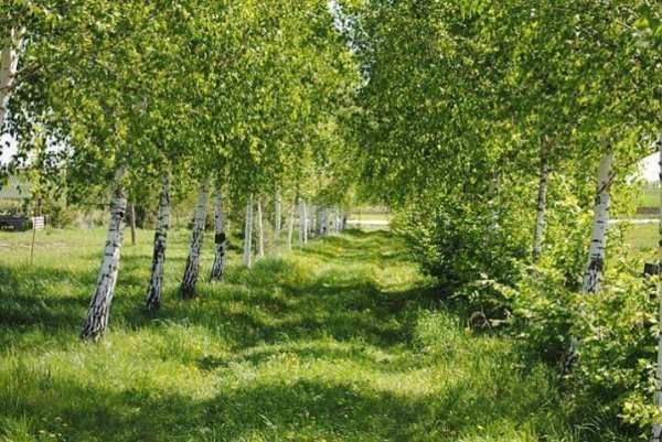 Місце зустрічі змінити не можна. 9 травня 2013 року Село Боголюби, біля Луцька. Автор Павло Приймачук