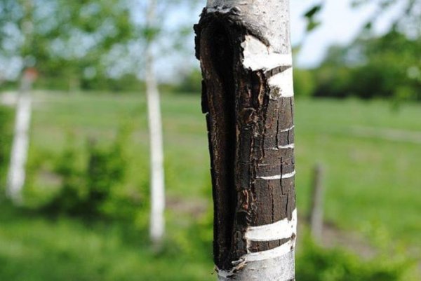 Розмова природи 9 травня 2013 року Село Боголюби, біля Луцька. Автор Павло Приймачук