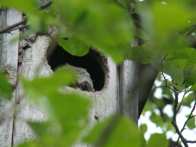 У шпаківні на території волинського нацпарку оселилися вужі. ФОТО