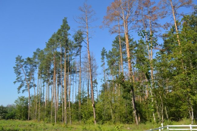 В Україні на шляху боротьби зі шкідниками лісу – бюрократичні перешкоди