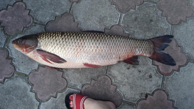 Волинянин упіймав велетенського білого амура. ФОТО
