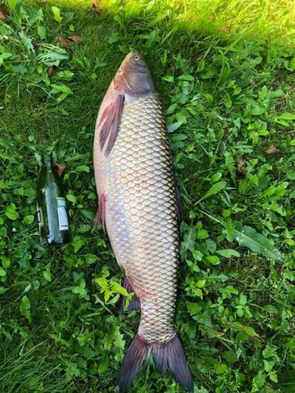 Волинянин упіймав велетенського білого амура. ФОТО