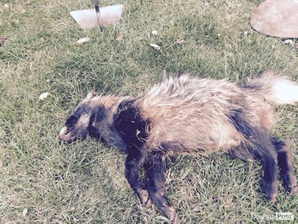 У Луцьку знайшли чупакабру? ФОТО