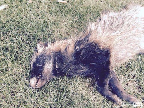 У Луцьку знайшли чупакабру? ФОТО