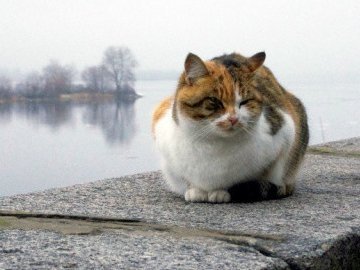 Якою буде погода у перші дні нового року на Волині