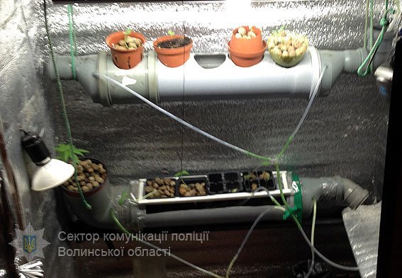 Затримали волинянина, який вирощував елітний канабіс
