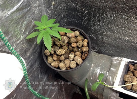 Затримали волинянина, який вирощував елітний канабіс