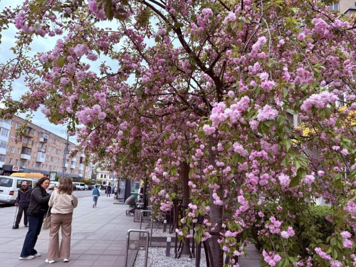 У Ковелі розпочався сезон цвітіння сакури 2026
