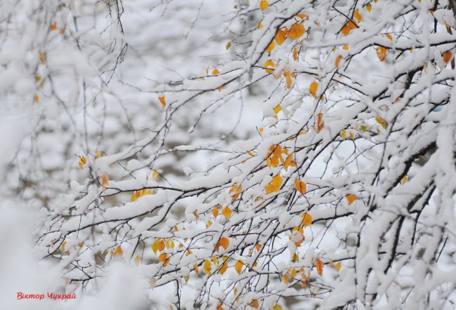 Волинський фотограф поділився казковими світлинами засніженого Луцька
