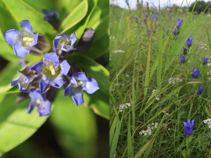 На Волині через зміну клімату одночасно зацвіли рідкісні рослини