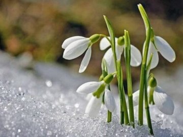 На Волині триватиме весняна погода, - синоптики