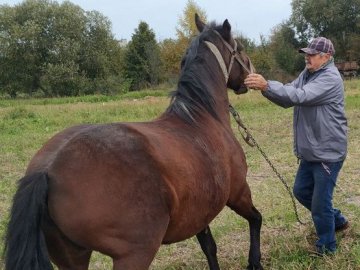 На Волині вакцинують домашніх тварин від сказу