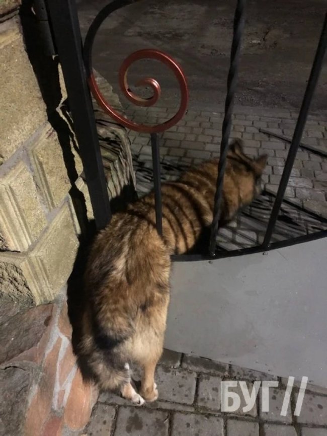 На Волині врятували собаку, який застяг у паркані