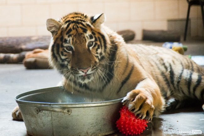 Важить 80 кілограмів і любить купатися: тигреняті Тріші з луцького зоопарку виповнився 1 рік. ФОТО