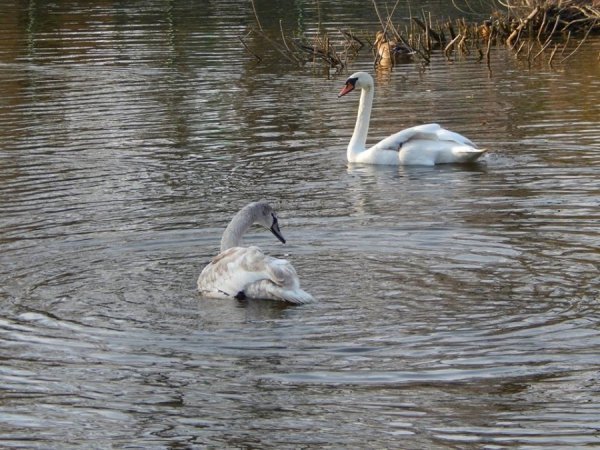 У зоопарк Луцька привезли двоє врятованих лебедів. ФОТО