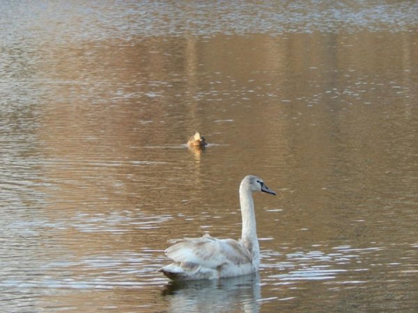 У зоопарк Луцька привезли двоє врятованих лебедів. ФОТО