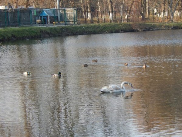 У зоопарк Луцька привезли двоє врятованих лебедів. ФОТО