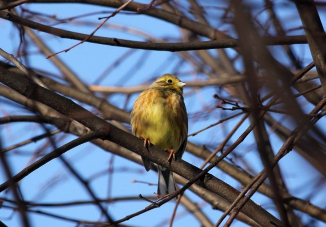 Перната вівсянка позувала для волинського фотографа